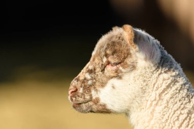 Koyun ve koyun koyun koyun ağılında ve bir köyde kışın otlakta