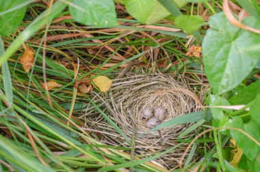 İlkbaharda çalılıklarda saklı Reed Bunting yuvası ve yumurtaları.