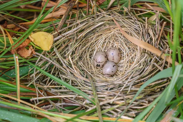 Reed bunting nest and eggs hidden in the brush in spring.