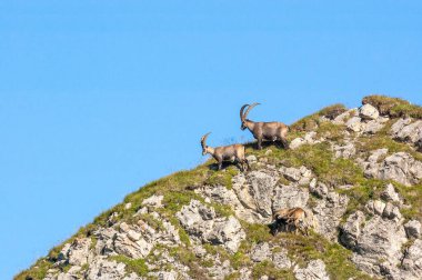 Yazın İsviçre Alplerinde dağ keçisi.