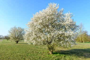 Fransa 'da ağaçların açtığı bir meyve bahçesinde bahar manzarası.