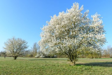 Fransa 'da ağaçların açtığı bir meyve bahçesinde bahar manzarası.