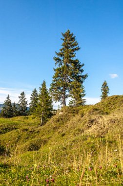 Brienz yakınlarındaki İsviçre Alplerinin manzarası.