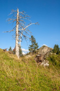 Brienz yakınlarındaki İsviçre Alplerinin manzarası.