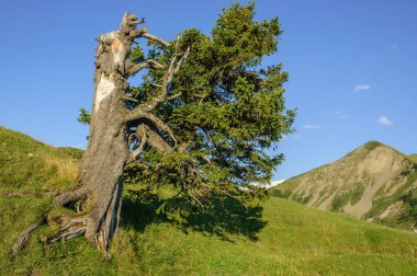 Brienz yakınlarındaki İsviçre Alplerinin manzarası.