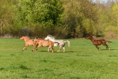 Fransa 'da baharda çayırdaki atlar.