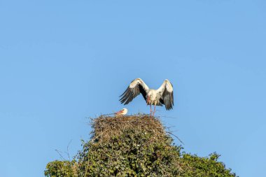 Beyaz leylek ilkbaharın başlarında kur yapıyor, Fransa, Alsace.