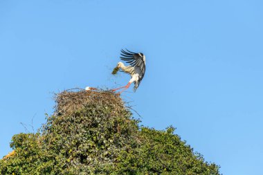 Beyaz leylek ilkbaharın başlarında kur yapıyor, Fransa, Alsace.