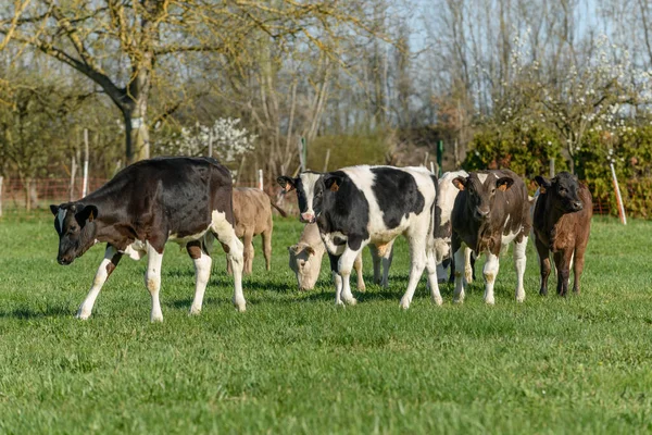 春にフランスの牧草地で子牛 — ストック写真