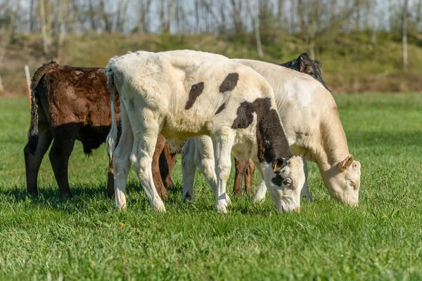 Kalveren Een Weiland Het Voorjaar Frankrijk — Stockfoto