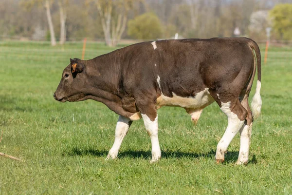 Kalveren Een Weiland Het Voorjaar Frankrijk — Stockfoto