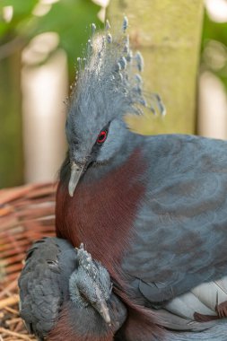Victoria Crowned Pigeon Fransa 'daki Sables d' Olonne Hayvanat Bahçesinde tutsak..