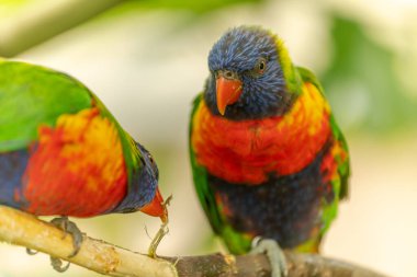 Swainson Lorikeet Fransa 'daki Sables d' Olonne Hayvanat Bahçesinde..