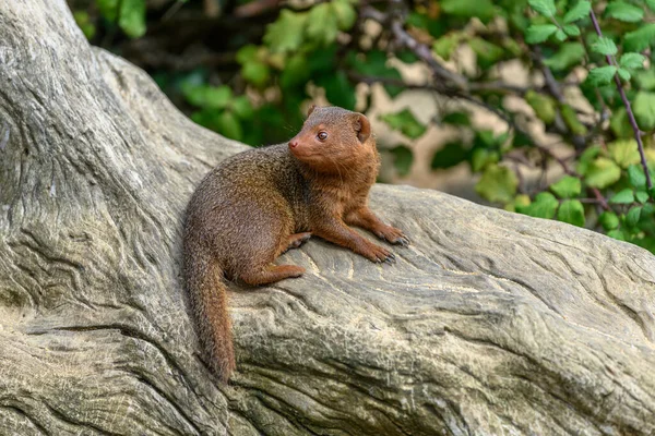 Dwarf Mongoose Captivity Sables Zoo Sables Olonne France — Stock Photo, Image