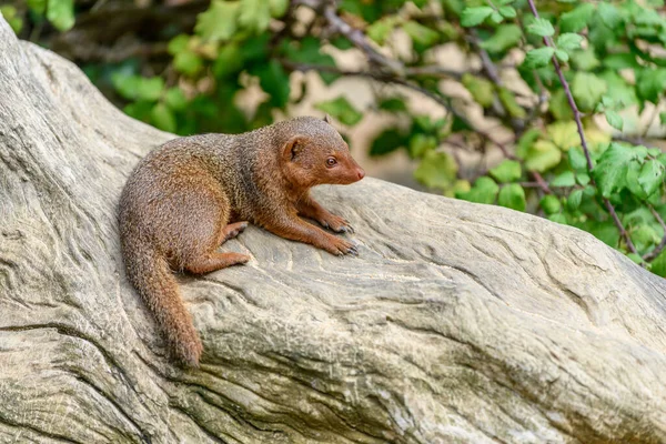 Mangosta Enana Cautiverio Zoológico Sables Sables Olonne Francia Imágenes de stock libres de derechos