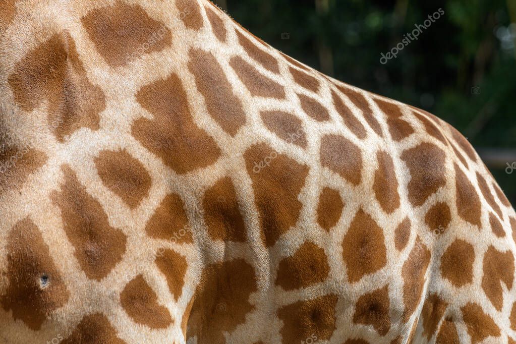 La jirafa de Kordofan en cautiverio en el zoológico de Sables en Sables