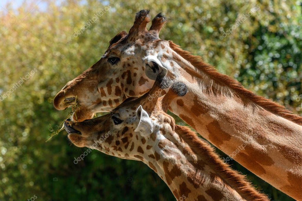 La jirafa de Kordofan en cautiverio en el zoológico de Sables en Sables
