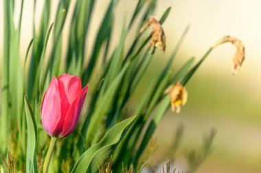 Baharda çiçek açan bir bahçede kırmızı lale.