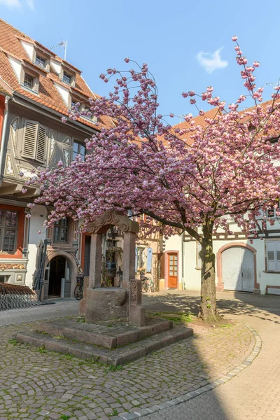 Gammal Brunn Ett Torg Med Rosa Körsbärsblomma Våren Frankrike Alsace — Stockfoto