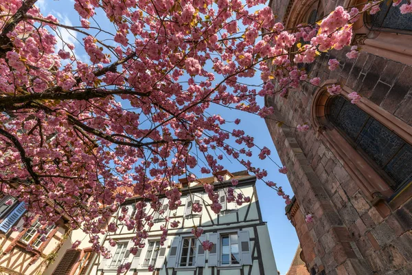 Rosafarbene Kirschblüte Frühling Frankreich Elsass — Stockfoto