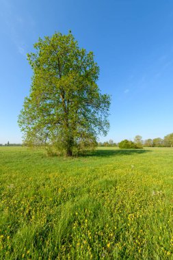 Fransa 'da açık yeşil bir arazide baharda bir çayırda meşe ağacı.