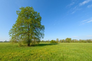 Fransa 'da açık yeşil bir arazide baharda bir çayırda meşe ağacı.