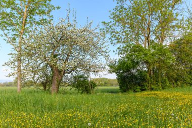 Fransa 'da ilkbaharın başlarında meyve ağacı bahçesi.