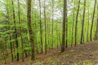 Baharın başlarında Fransa 'nın Vosges dağlarındaki yeşil kayın ormanlarının manzarası.