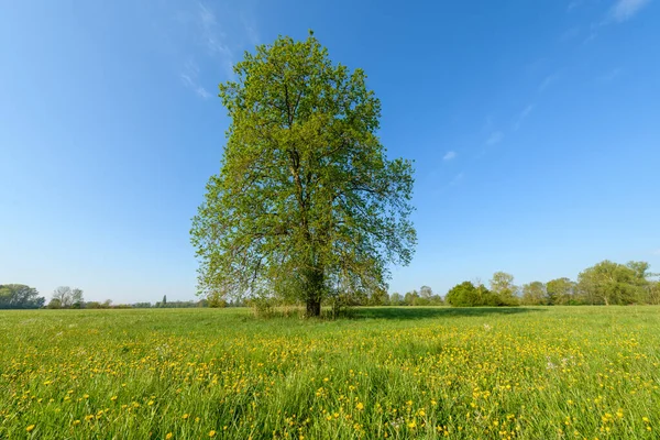 在法国 春天的草地上 橡树生长在浅绿色的风景中 — 图库照片