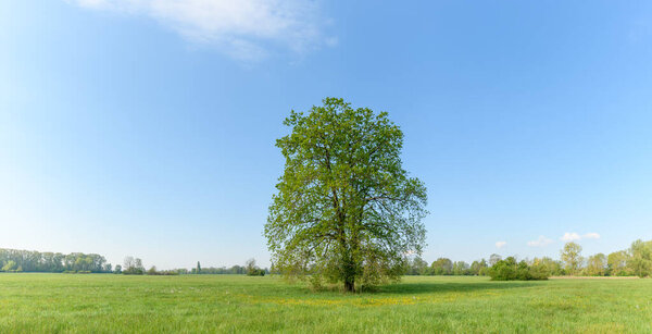 Oak tree in a meadow in spring in a light green landscape in France.  Panorama, panoramic.