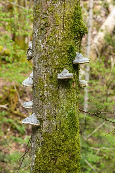 Parasitic Fungi Tree Trunk Mountain Forest Early Spring Vosges — Stock Photo, Image