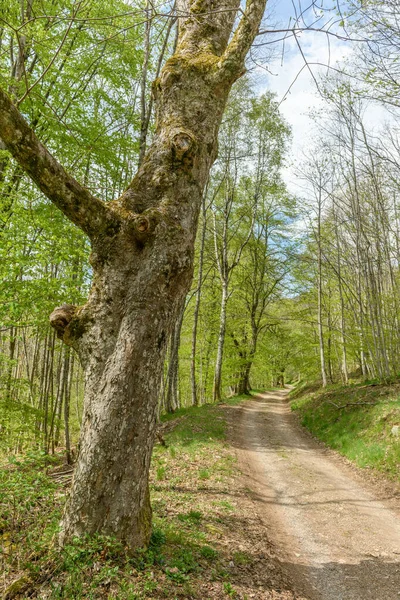 Forest walk path in a valley in the French countryside in spring in the Vosges mountains.