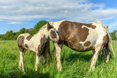 Baharda çayırdaki İrlanda koçanlı atı.