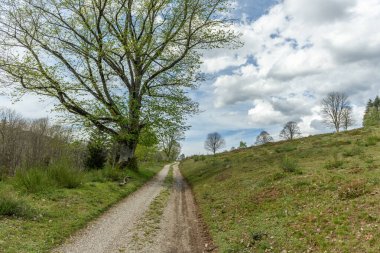 Fransız kırsalındaki bir vadide, Vosges Dağları 'nda ilkbaharda orman yürüyüş yolu..
