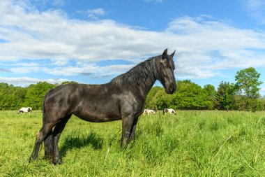 Baharda çayırdaki İrlanda koçanlı atı.