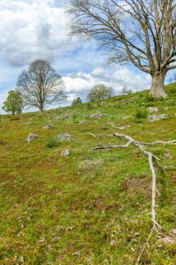 İlkbaharda dağda yeni yaprakları olan ağaçların silueti. Fransa 'yı destekliyor.