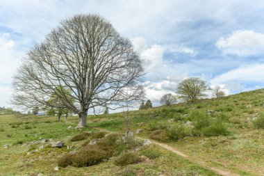 İlkbaharda dağda yeni yaprakları olan ağaçların silueti. Fransa 'yı destekliyor.