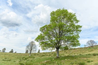 İlkbaharda dağda yeni yaprakları olan ağaçların silueti. Fransa 'yı destekliyor.