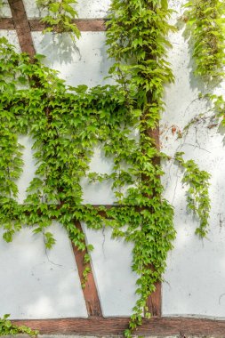 Süslü Virginia Sarmaşığı yarım odunlu bir evde. Alsace, Fransa.