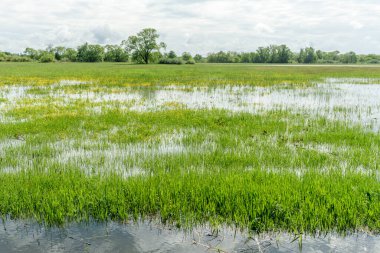 Fransız kırsalında ilkbaharda çayır sular altında kaldı. Alsace.