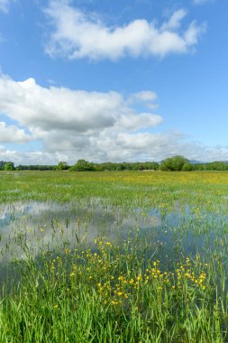 Fransız kırsalında ilkbaharda çayır sular altında kaldı. Alsace.