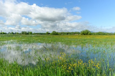 Fransız kırsalında ilkbaharda çayır sular altında kaldı. Alsace.