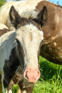 Baharda çayırdaki İrlanda koçanlı atı.