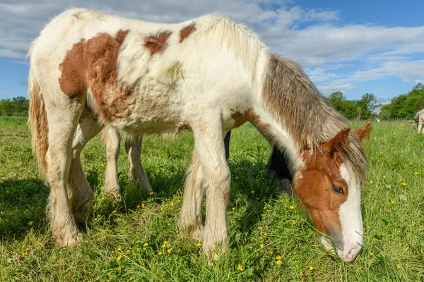 Cavalo Espiga Irlandês Pasto Primavera — Fotografia de Stock