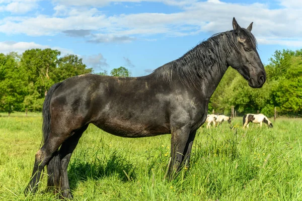 Irish Cob Horse Pasture Spring — Stock Photo, Image