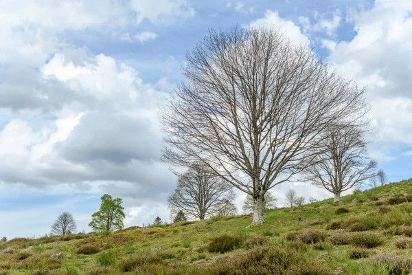 Silhouette Trees New Leaves Mountain Spring Vosges France — Stock Photo, Image