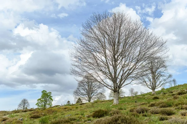 Silhouette Trees New Leaves Mountain Spring Vosges France — Stock Photo, Image