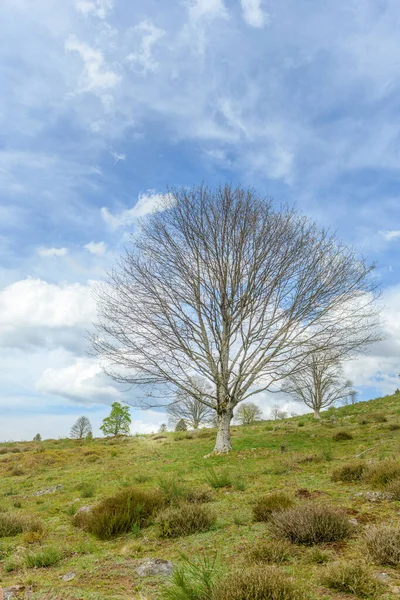 Silhouette Trees New Leaves Mountain Spring Vosges France — Stock Photo, Image