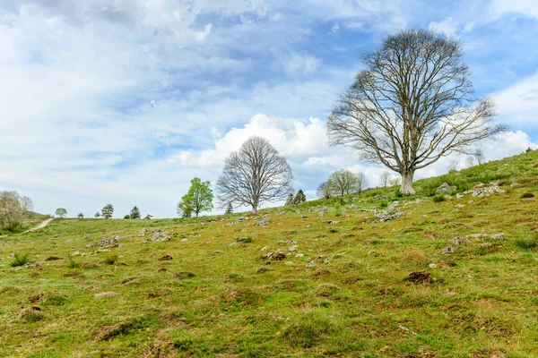Silueta Árboles Con Hojas Nuevas Montaña Primavera Vosges Francia — Foto de Stock