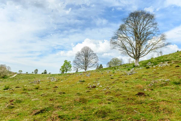 Silueta Árboles Con Hojas Nuevas Montaña Primavera Vosges Francia — Foto de Stock